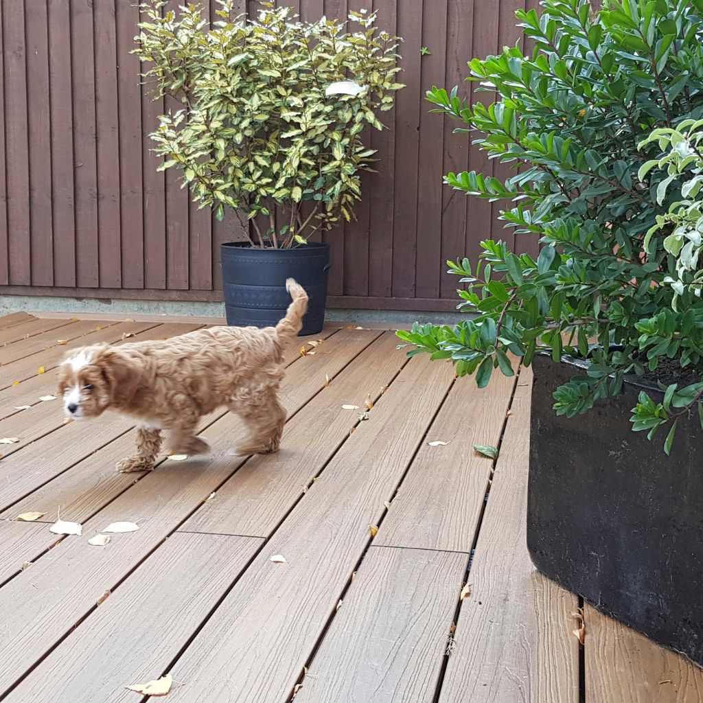 Teak Composite Decking | Frontier